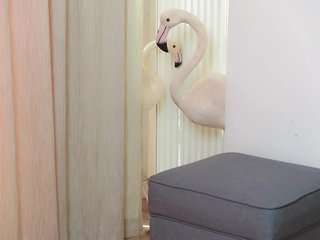 Erotični video klepet AmeliaJune