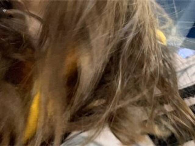 Oddajajo posnetke zaslona Eliness