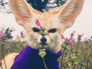 Erotični video klepet Anecka31