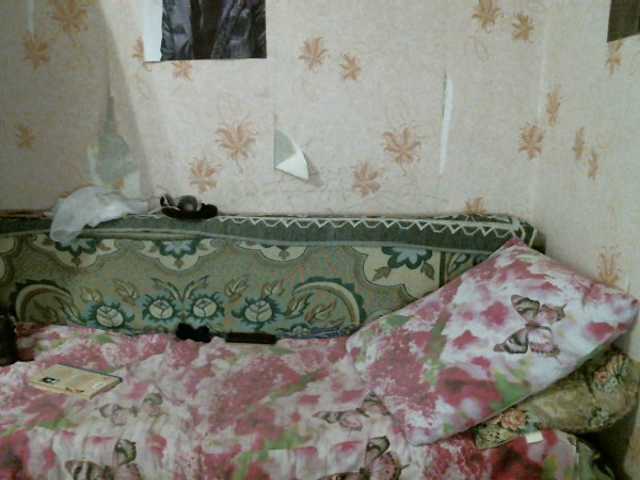 Oddajajo posnetke zaslona kar0linaa666