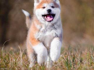 Erotični video klepet Val309a